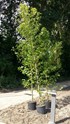 Groen 4