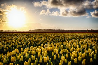 tulpenveld