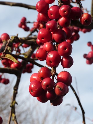 herfst3